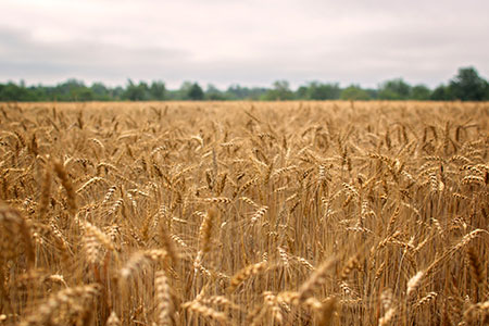 wheat field
